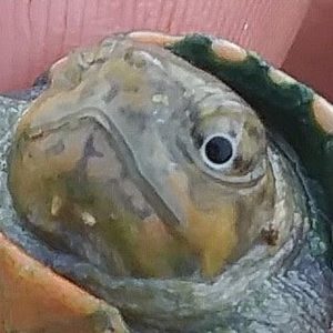 Meet your Posher, Cris196tian